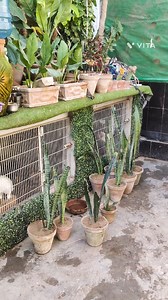 "Kids are enjoying a beautiful gardening day in the aviary garden! Today, they prepared and planted new Snake Plant pots — a perfect healthy and productive weekend activity. 🌿 Snake Plant is one of the best indoor air-purifying plants. It helps remove toxins from the air and produces a higher amount of oxygen, making the environment clean, fresh, and healthy. Teaching children to stay close to nature is the best gift we can give them. 🍃✨ Growing plants, growing minds!" #SnakePlant #IndoorPlant