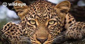 'Wild Eye Magazine' Is the Spiritual Successor to 'Outdoor Photographer'