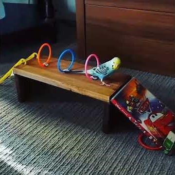 Budgie tricks
