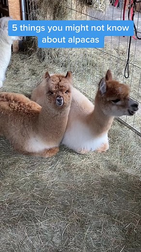 Interesting Facts About Alpacas You Need to Know