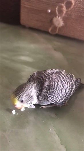 #birds #animation #budgies #cute #memes #pets #funny #parakeet #lovebirds #love #cockatiel