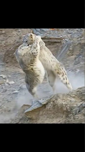 two snow leopards territorial fight