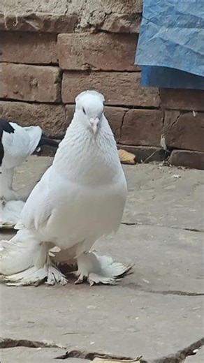 Lotan Kabootar 😍 Rollar Pigeon 🕊 #whatsappstatus #shorts