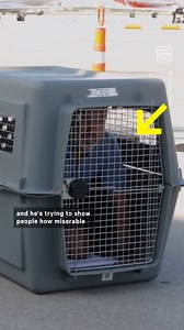 254K views · 2.2K reactions | Air Bud IRL  This new luxury airline is designed for pups to travel in style | NowThis | Facebook