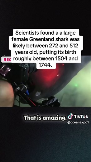 Giant Greenland Shark: Ancient Ocean Dweller