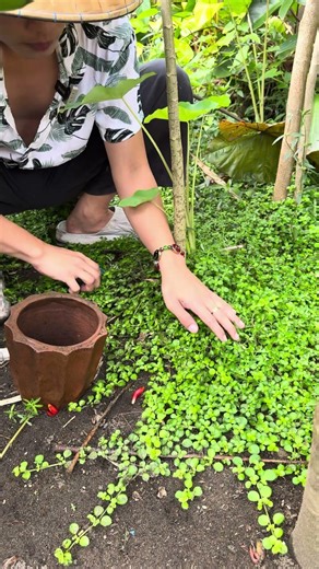 Amazing Plant Baby Tears #babytears #trending #gardening