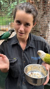 6.1K views · 124 reactions | Hanging out with a couple of the coolest Green Cheek Conures…  Oh, and Keeper Gabs of course!!  #discoveryourwildside #wildlife #zoo #greencheekconure | Shoalhaven Zoo | Facebook