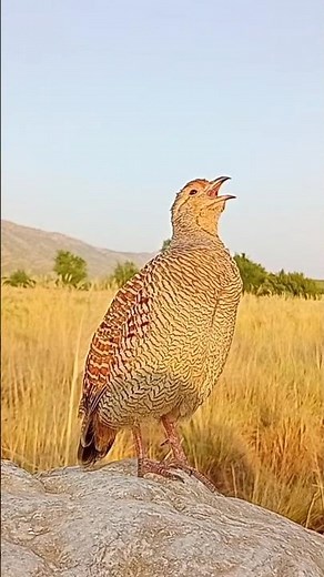 Teetar Sound for Relaxation | Nature Lovers Must Watch #teetarawaz #indianbirds #birdcall #birdsongs
