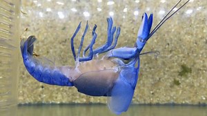 A molting blue crayfish