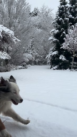 Spędź 60 sekund z naszymi owczarkami Merapi i Mateuszem cieszącymi się z pierwszego śniegu ❄️⛄️ | runo