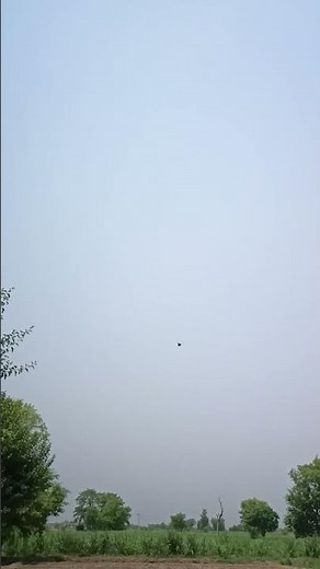 Red Wattlebird in Action | Australia’s Loudest Nectar Bird! #Shorts