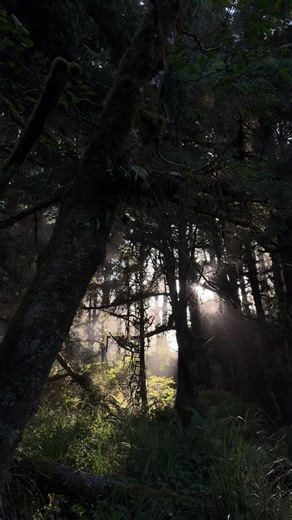 Exploring the Majestic Redwoods of Fern Canyon