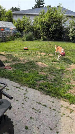 #nitro #traxxas#rustler