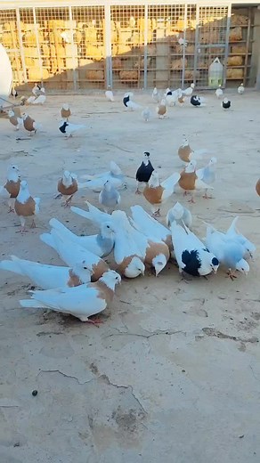 Exploring a Pigeon Coop with Diverse Bird Species