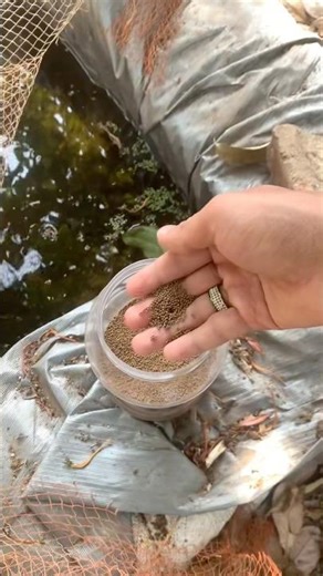 👋Please subscribe#guppy#fish#farming #aquarium