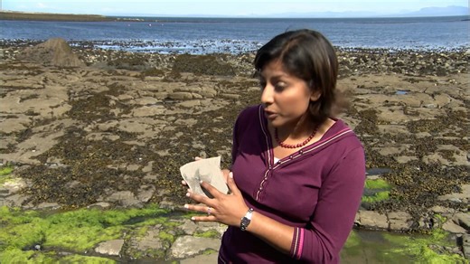 Journey back in time to uncover how dinosaurs roamed the land and volcanoes erupted with fiery fury. | HISTORY