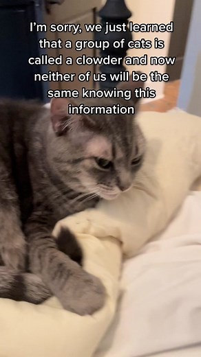 Discovering the Fascinating Term 'Clowder' for Cats