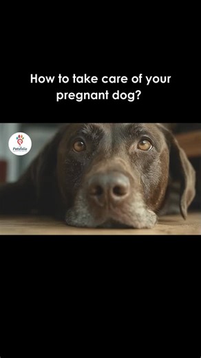 Petsfolio on Instagram: "Pregnant dogs need extra care, patience, and thoughtful attention 🐶🤍 A healthy pregnancy means healthier puppies and a safer delivery. Here’s how you can support your dog at every stage: ✔️ Confirm the pregnancy early with a veterinary visit to understand the timeline and special needs ✔️ Provide a balanced, high-quality diet recommended by your vet; nutritional needs increase gradually, not overnight ✔️ Ensure constant access to fresh water to support hydration and mi