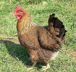 Welsummer Chickens