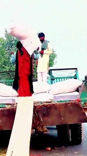 Rice Sacks Loading 🌾 | Harvest Complete #riceharvest #farming