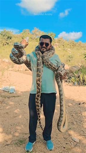 Detik detik pria berjuang mengendalikan python besar