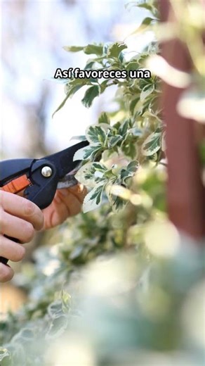 Cómo PODAR sin errores