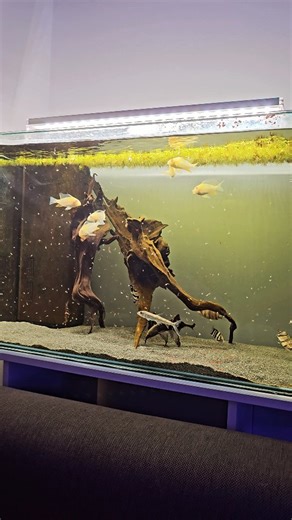 The new mini monsters are in! Today we added some elephant nose fish and albino threadfin acara to the mini monster aquarium. Check out the full video on YouTube https://youtu.be/ZhM1lssUi04 #aquarium #monsterfish #stingray #monsterfishkeeper #arowana #catfish #datnoid #flyriverturtle #aquariumhobby #aquascape #fish #fishtank #fishkeeping #aquatic #aquariums #aquaticelements #tropicalfish #tropicalaquarium #fishkeeper | Aquatic Elements