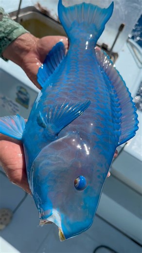 10M views · 209K reactions | This is a Blue Parrotfish  #florida #blue #parrotfish #parrot #fish #rare | BlacktipH | Facebook