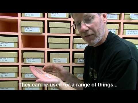 Otoliths - fish ear bones