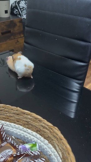 A female hamster can mate starting from the age of 6–8 weeks, but it is preferable to wait until she reaches 3 months to ensure she is fully developed. The male becomes ready for mating at approximately 8 weeks of age. | Mohamed Jami El