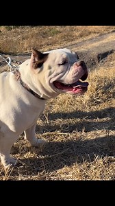 Horchata 🔥 #bully #exoticbully #americanbully | American Bully & Exotic Universe