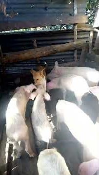 wild pig mating wild dog