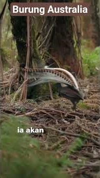 burung di kawasan Australia #youtube #shrots