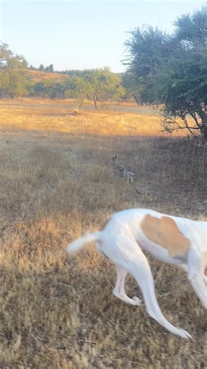 Galgos y Liebras: Una Conexión Especial