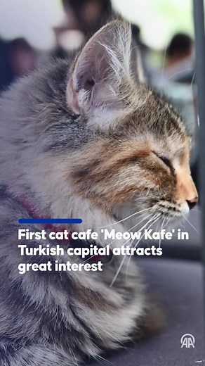 The capital city of Türkiye Ankara, recently embraced its very first cat cafe, named "Meow Kafe," and it's already proving to be a pleasant destination for cat lovers | Anadolu Agency | Facebook