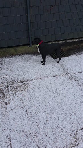 Labrador Retrievers Playing in Snow
