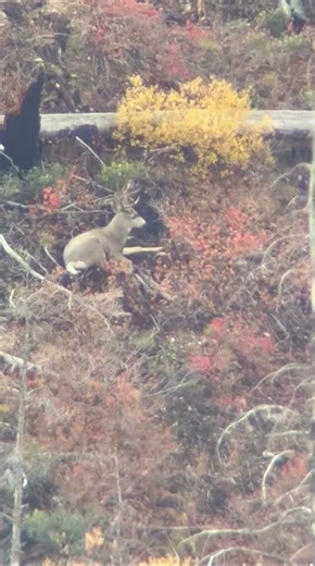 Bedded buck stays Down Killshot #hunting #deerhunting #huntingvideos