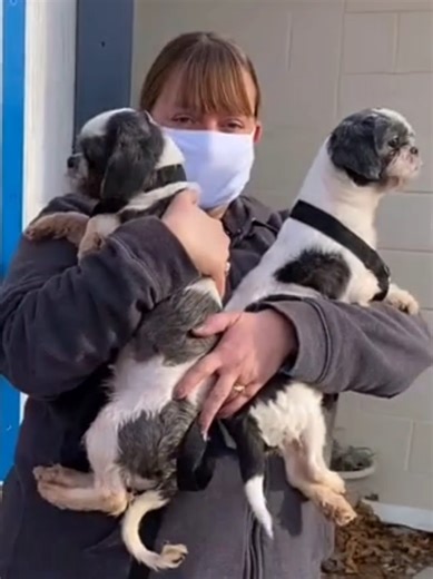 Heartwarming Shelter Dog Adoptions in the USA