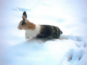 Bunny jumping in the snow
