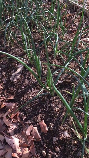 Fermented chicken manure is used as a stop fertilizer for mid-late season onions. March 8, 2026