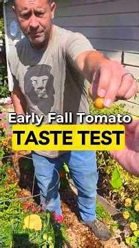 New 2026 Burpee Tomato Taste Test 🍅