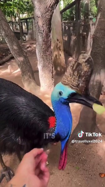 Check out this amazing cassowary! 🦤 These fascinating birds are known for their striking appearance and powerful legs. Did you know they can run up to 50 km/h and jump as high as 1.5 meters? #Wildlife #Nature #birdsoftiktok #Cassowary #BirdWatching #WildlifePhotography #NatureLovers #ExoticBirds #AnimalFacts #BirdsofInstagram #TikTokNature #WildlifeConservation