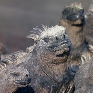 Get up close and personal with some of the most incredible and peculiar appearances of the animal kingdom. For the strange, freaky, weird and just plain out of this world, tune into Wild & Weird, Sundays from 6pm, on National Geographic WILD UK. | National Geographic UK