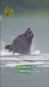 Take a moment to relax with these bears 🐻 | Subscribe to ‪@UltimateNatureDocs‬ | #Shorts