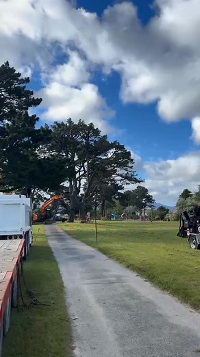 Part of a staged removal project removing trees that are over mature and reaching their life expectancy in a public park. | Wilding Wood Management ltd