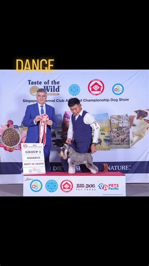 Bernardong 王鸿程🇸🇬 on Instagram: "Singapore Champion title made up at the last dog shows. 1x Res. Group 3 x CCs 3 x RBOB Photo credit: Chris #singapore #genpetstylistgroomingacademy #petgroomingsg #petgroomingschool #petlovers #japan #miniatureschnauzers #minischnauzer #minischnauzers #showdog #showschnauzer #schnauzer @andpez_official #furoshampoo @ourpetshopsg"