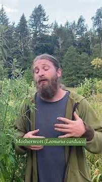 Cooling, Drying, Relaxing: The Magic of Motherwort