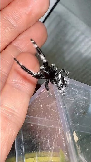 Humans feel weird! 🤣#jumpingspider #insects