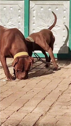 Training base between dog activities# 60