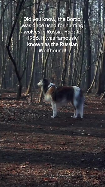 Big Dogs Only on TikTok